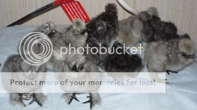 chicks023.jpg