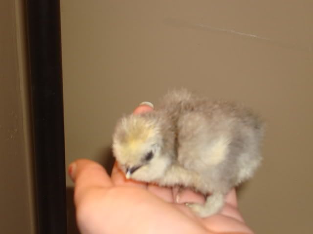 silkiechicks2-4-09002.jpg