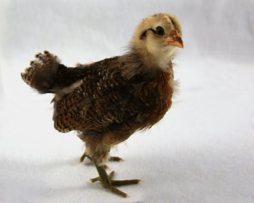 april14-sookie.jpg