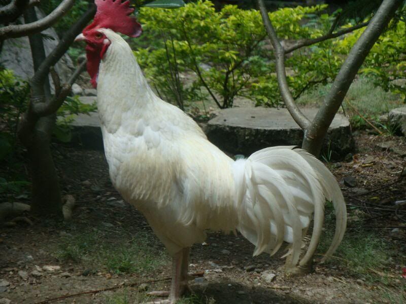Mutiarabekisar-putih2.jpg