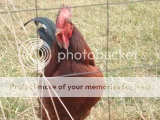Chickiepics12-08012.jpg