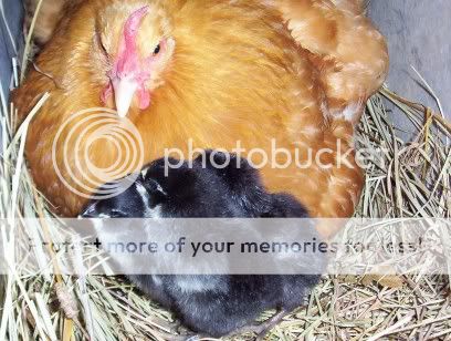 henanchicks2042906.jpg