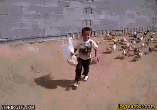 chicken-feeding-funny-gif-1130023.gif