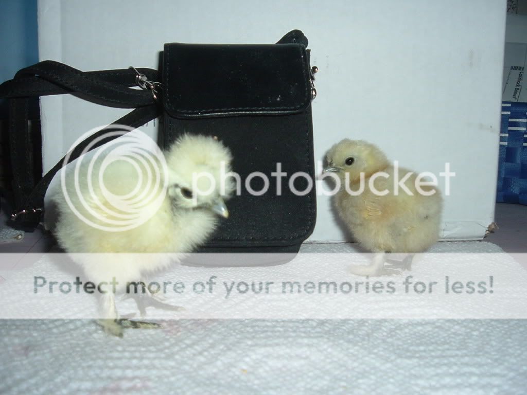 mychickens354.jpg