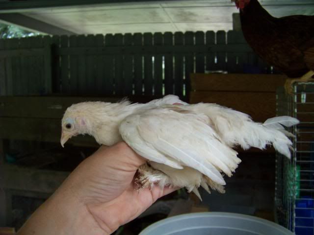 Bantamcochins019.jpg
