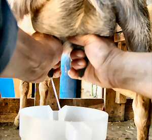 milk1.jpg