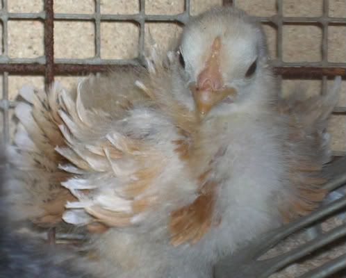 Andreas-chick-1.jpg