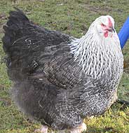 orpington-silver-birchen-184-.jpg