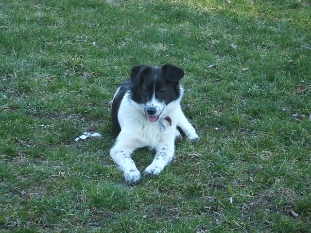 aussieandpatchesoutside012.jpg