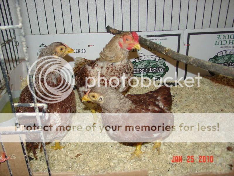 mixedpictures001.jpg