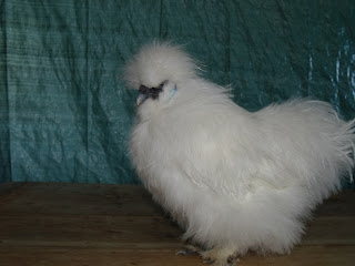 DSCF2699.JPG