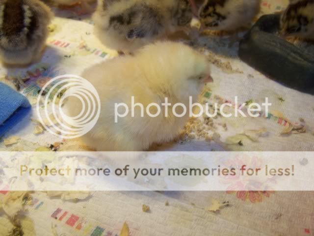 chickorder009.jpg