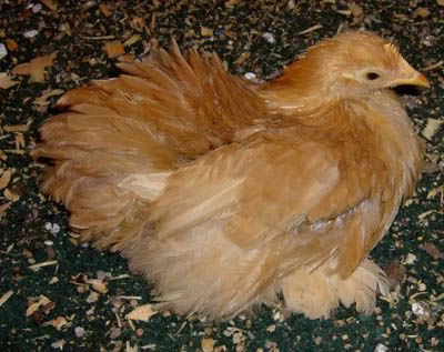 pullet.jpg