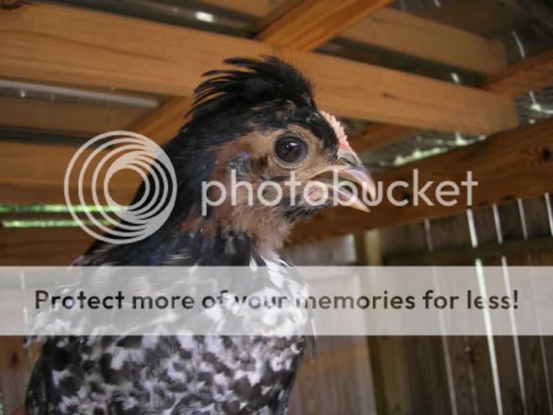 DSCN2641.jpg