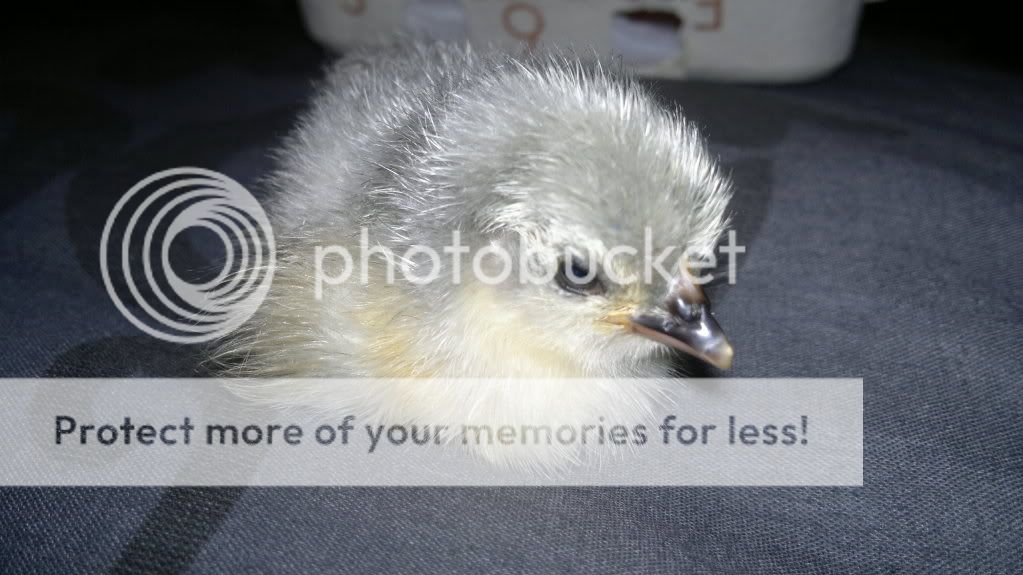 PekinBantamChick10HrsOld001.jpg