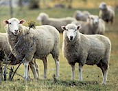 Sheep04.jpg