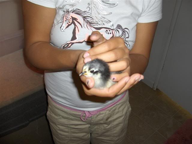 Holly2small.jpg