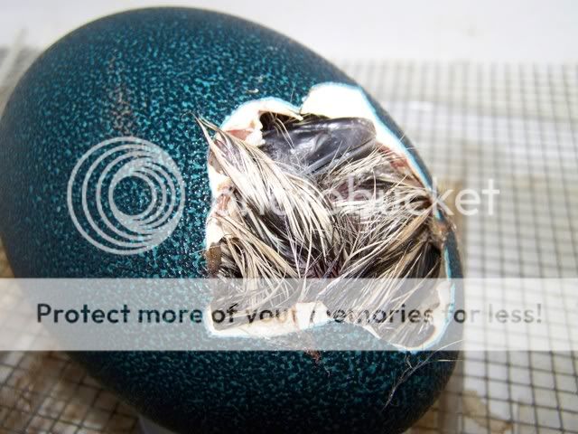 emu005.jpg
