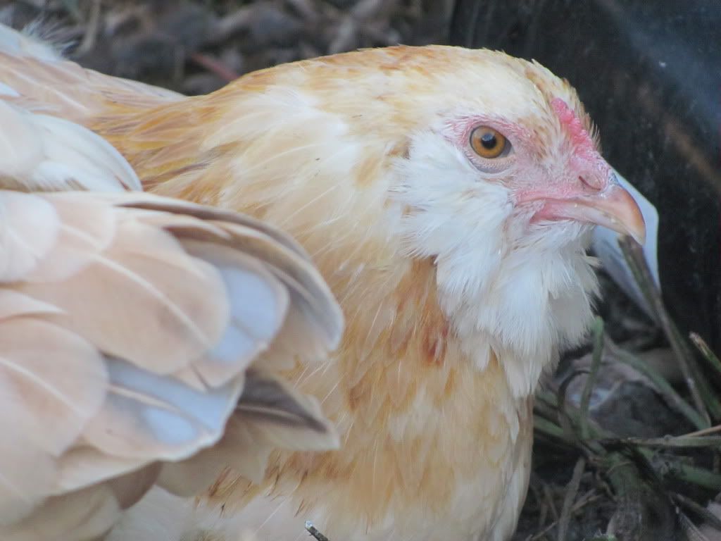 wpullet4.jpg