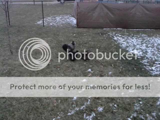 20131213_172758_zps567e790e.jpg