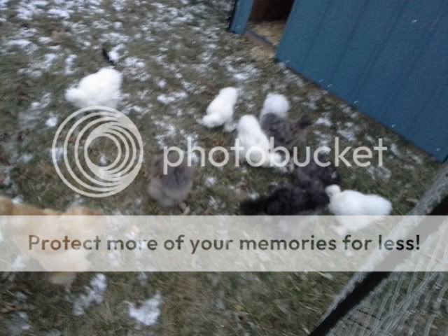 20131213_172747_zps5631bfab.jpg