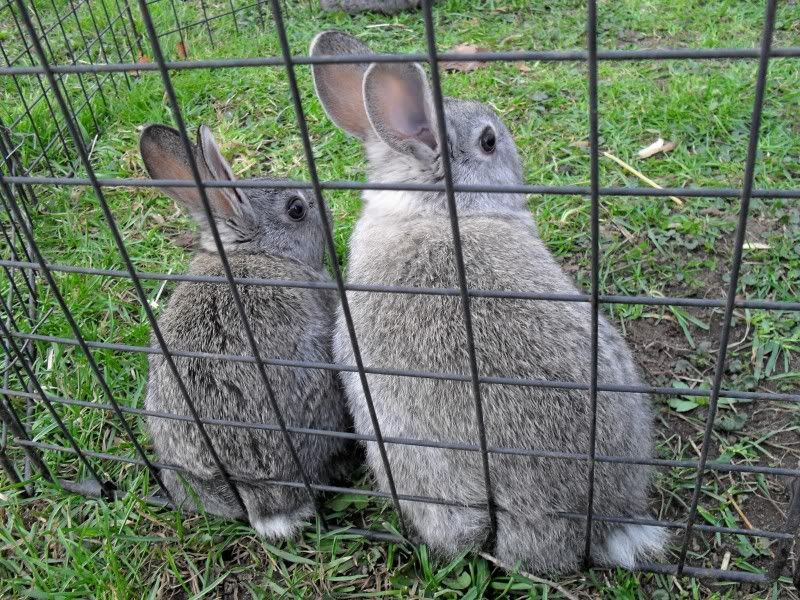 kbunnies017.jpg