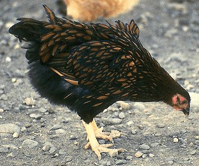GLWyandPullet.JPEG