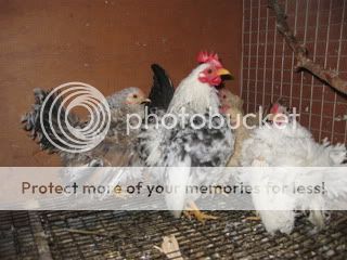 SpringSeramapics051.jpg