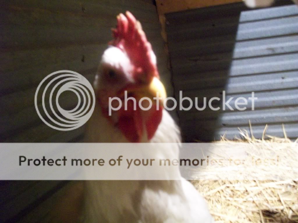 chickenpics046.jpg