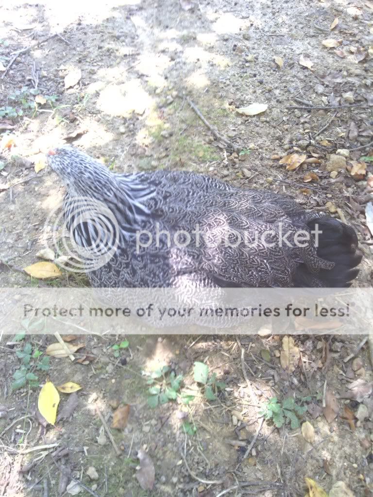 IMG_20130711_133642_zps923b94c6.jpg