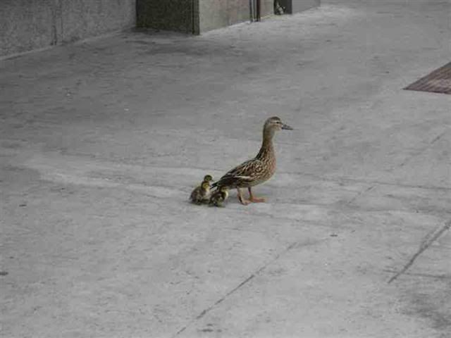 duck5Small.jpg