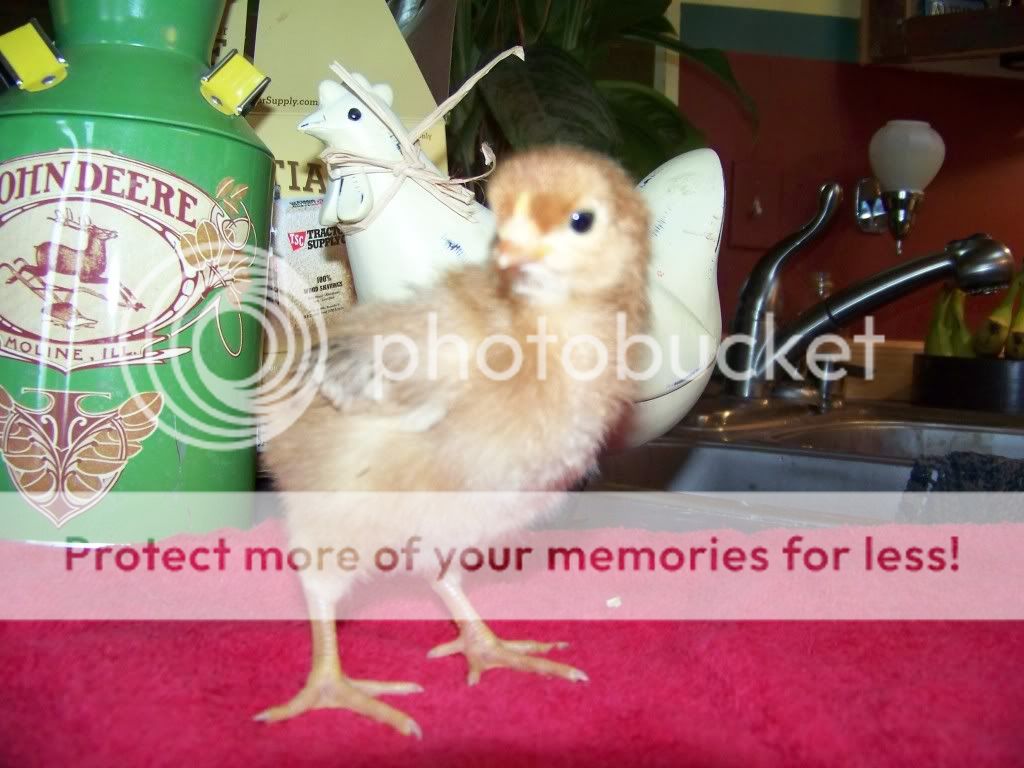 100_9420.jpg