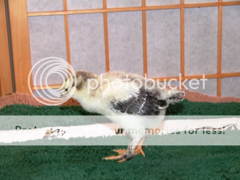 chick1b.jpg