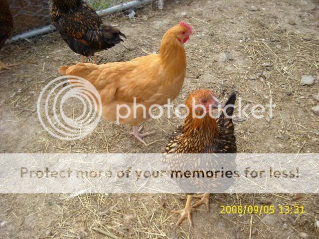 Sept08mybirds022.jpg