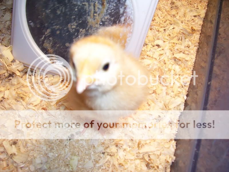 Chicks039-1.jpg