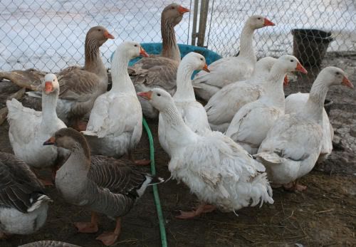 goose3-1.jpg