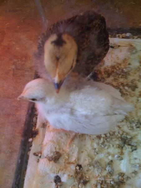 chicks7.jpg