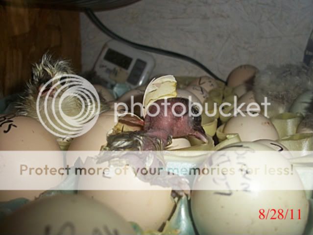 828112004.jpg