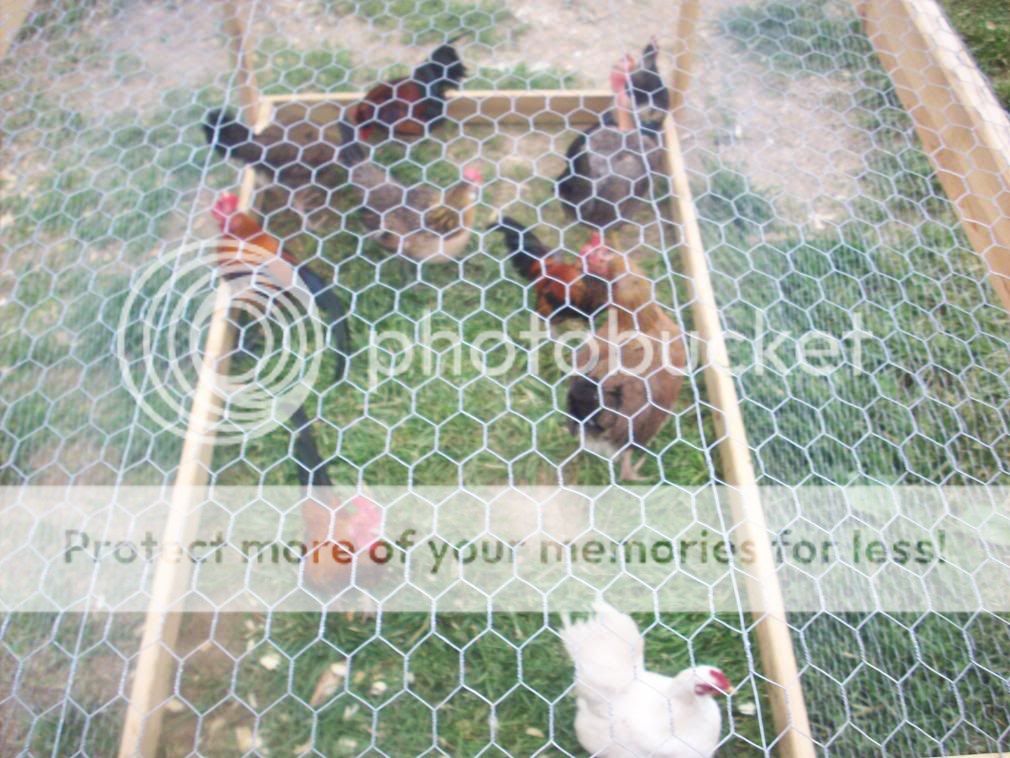 chickens067.jpg