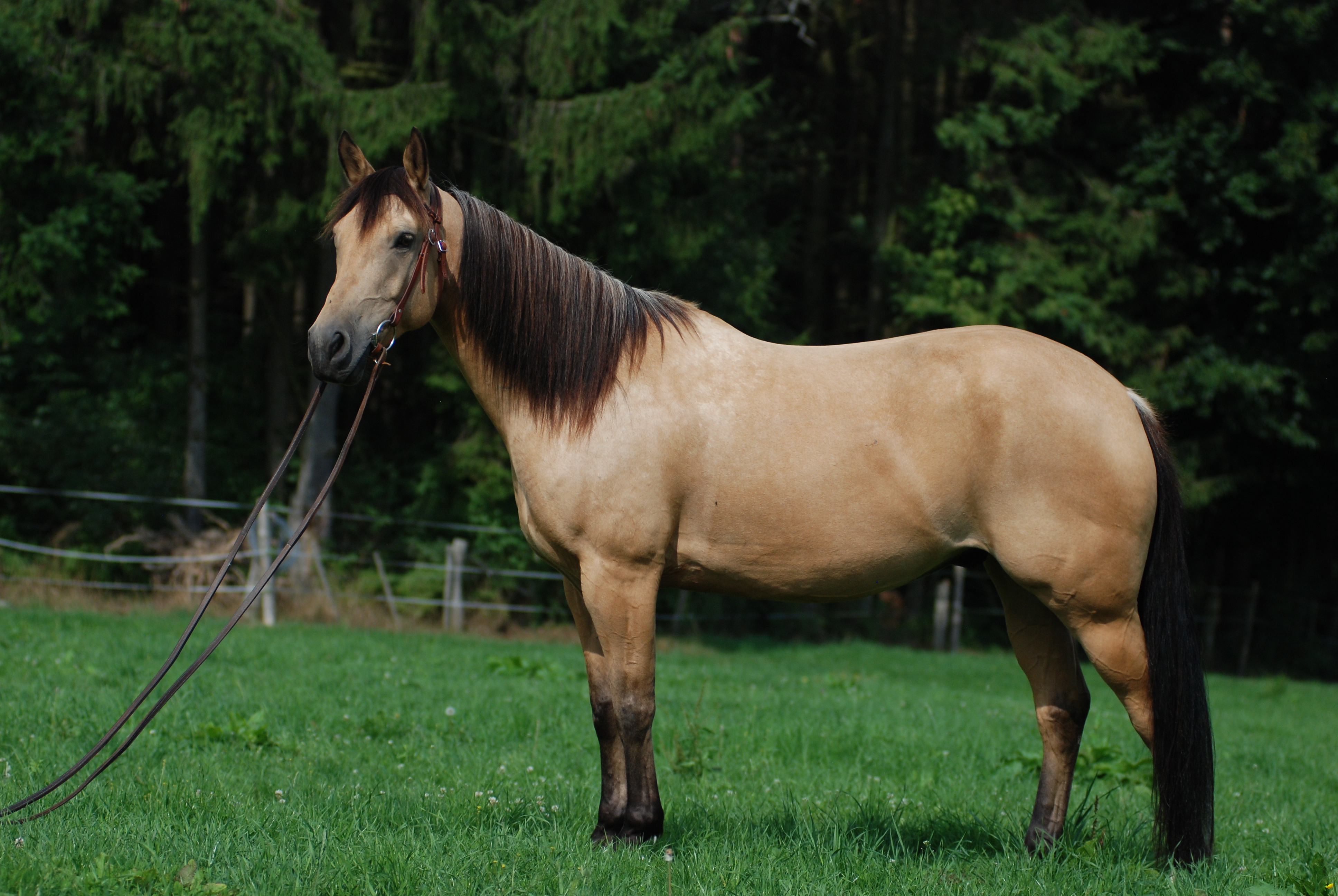 Quarter_Horse_Buckskin.JPG