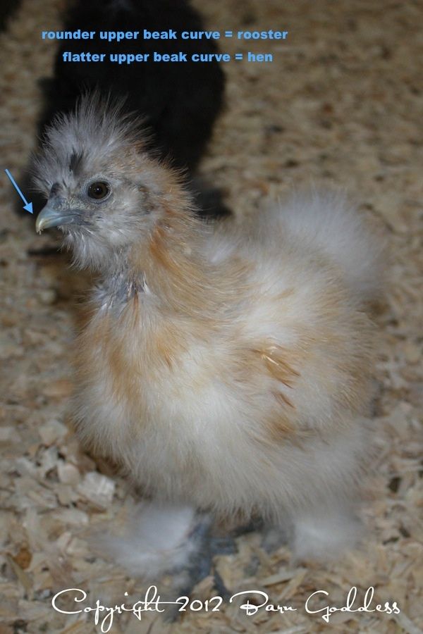 467x700px-LL-baa6e348_Beakcurvekopie.jpeg