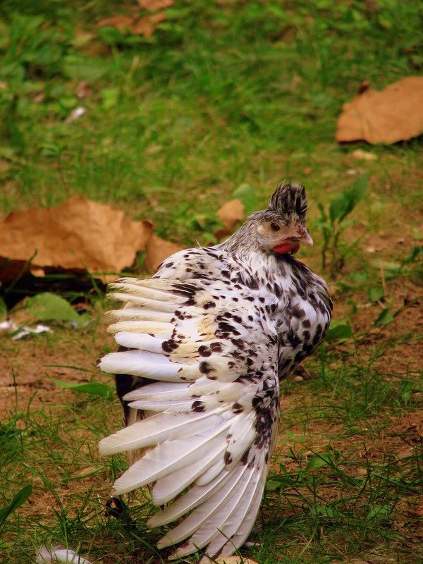 birdsandorson046-1.jpg
