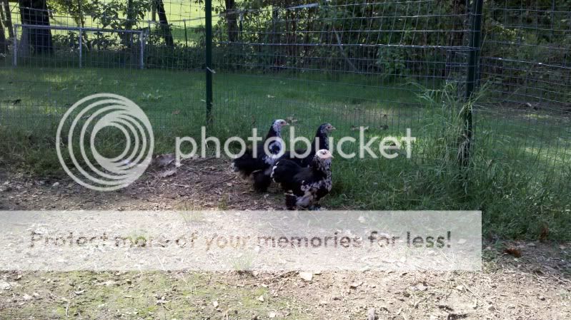 2011-09-18_15-47-15_31.jpg