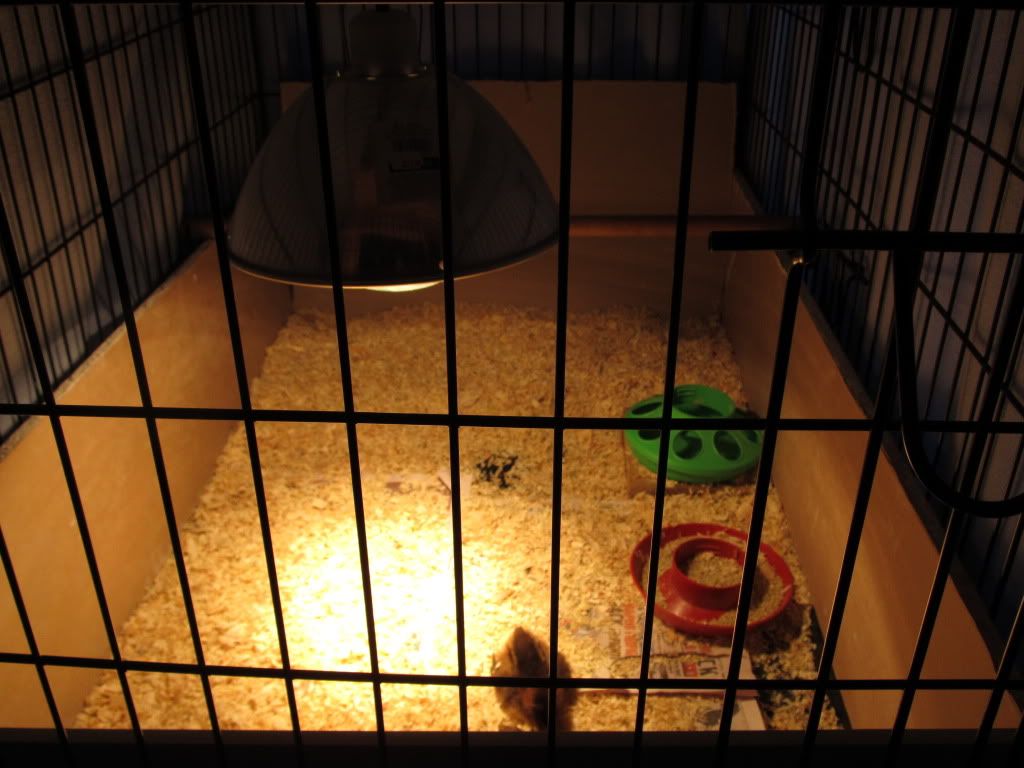chickens2003.jpg