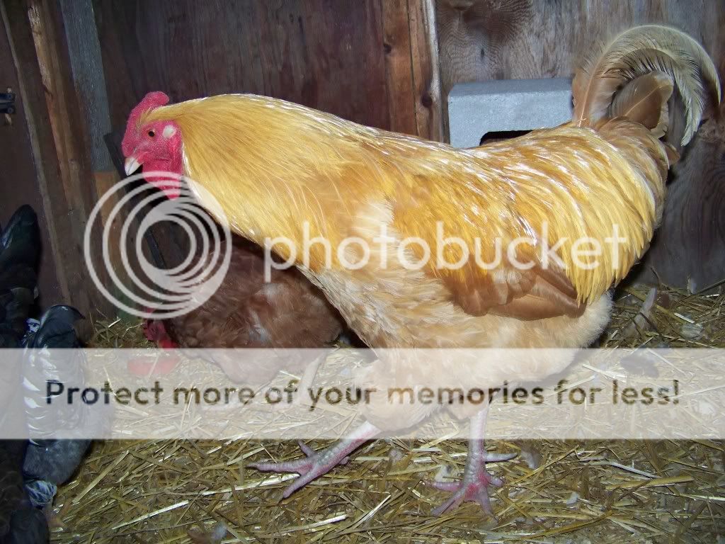 100_7742.jpg