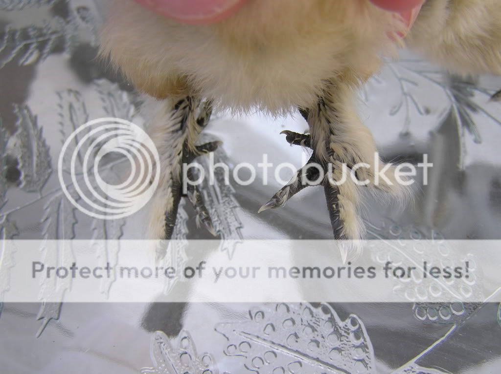 Chick2-feet.jpg