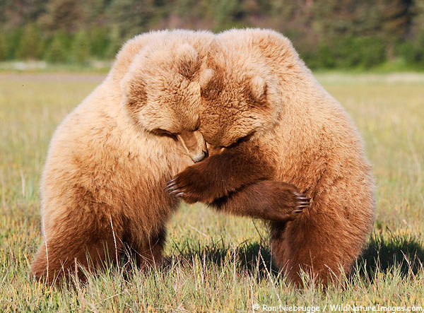 Bear-Hug-1.jpg