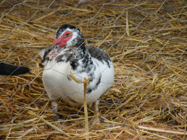 DSCN3538.JPG