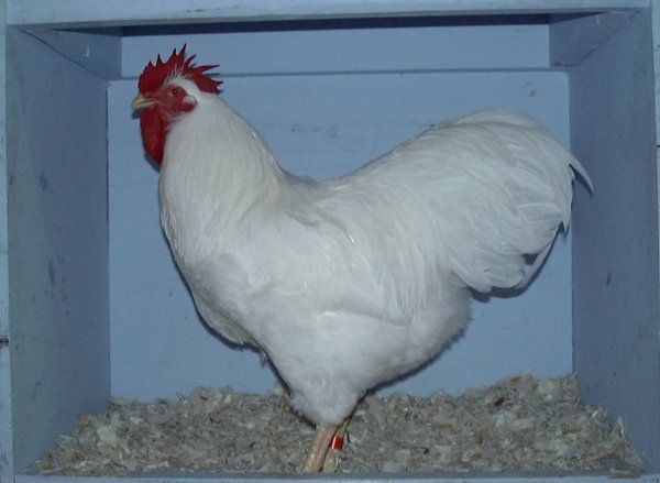 WhitePlymouthRockLargeFowl2.jpg