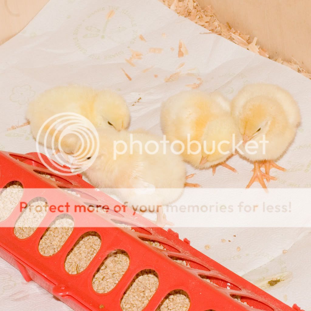 chick4-25a.jpg